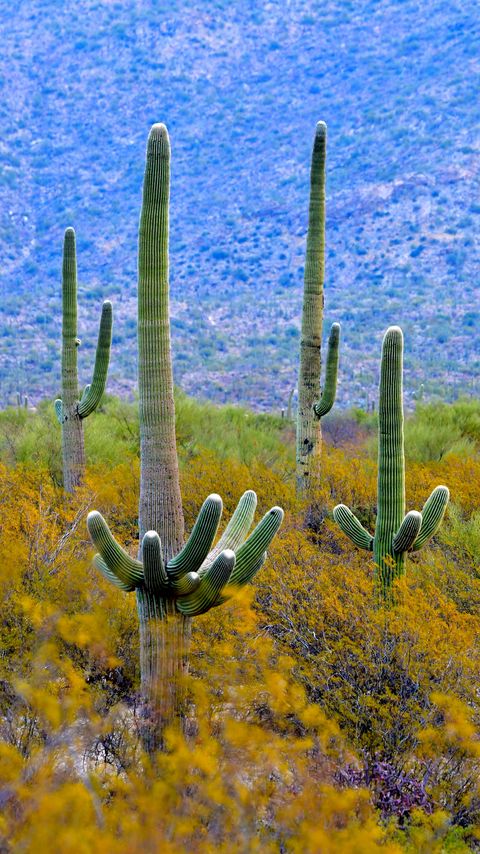 Download wallpaper 2160x3840 cacti, plant, bushes, branches samsung galaxy s4, s5, note, sony xperia z, z1, z2, z3, htc one, lenovo vibe hd background