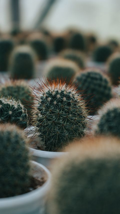 Download wallpaper 2160x3840 cactus, succulent, plant, green, prickly samsung galaxy s4, s5, note, sony xperia z, z1, z2, z3, htc one, lenovo vibe hd background