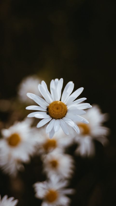 Download wallpaper 2160x3840 chamomile, flowers, petals, macro, focus samsung galaxy s4, s5, note, sony xperia z, z1, z2, z3, htc one, lenovo vibe hd background