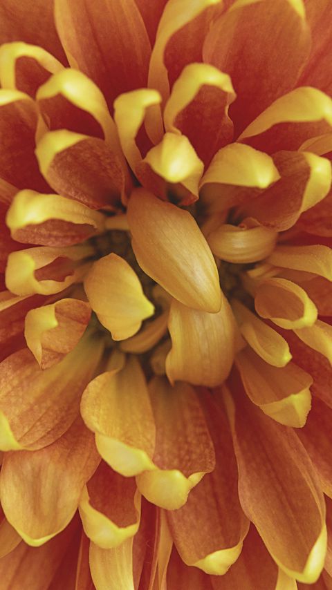 Download wallpaper 2160x3840 chrysanthemum, flower, petals, macro, orange samsung galaxy s4, s5, note, sony xperia z, z1, z2, z3, htc one, lenovo vibe hd background