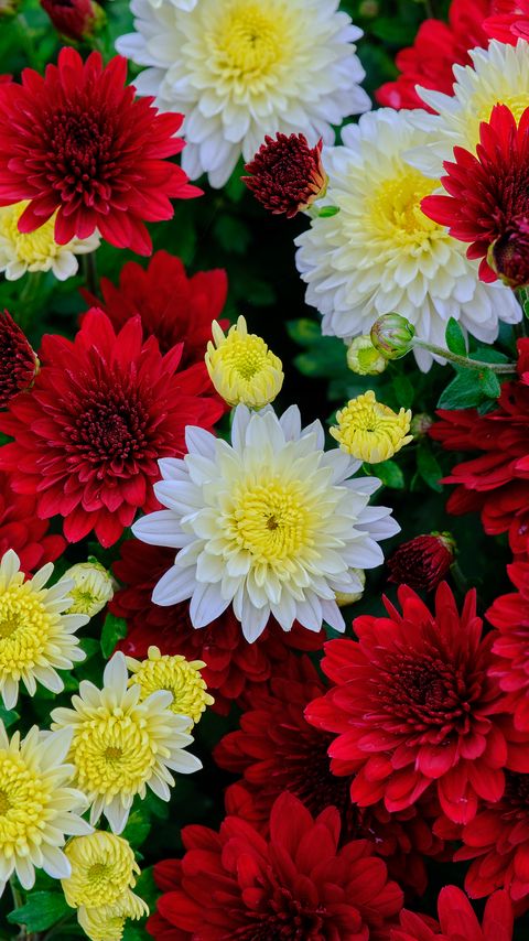 Download wallpaper 2160x3840 chrysanthemum, flowers, bloom, white, red, yellow samsung galaxy s4, s5, note, sony xperia z, z1, z2, z3, htc one, lenovo vibe hd background