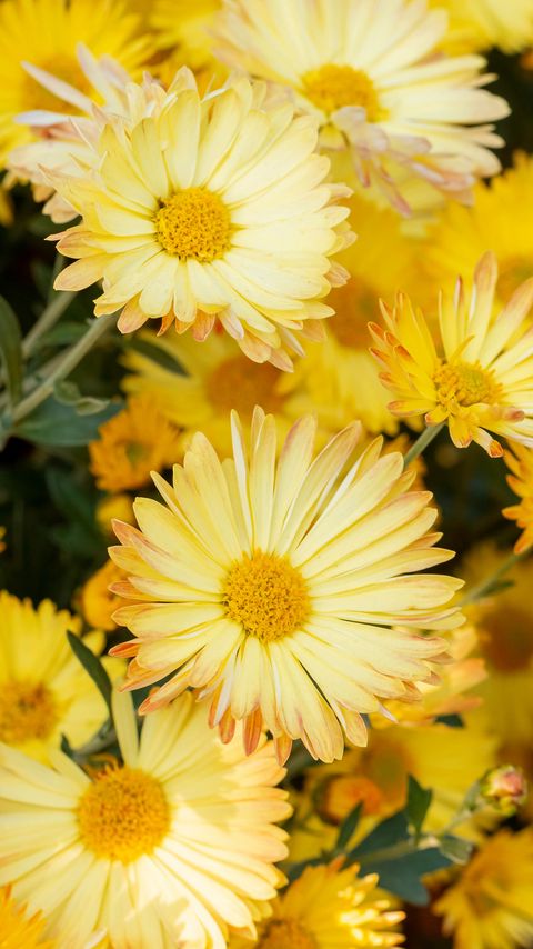 Download wallpaper 2160x3840 chrysanthemum, flowers, yellow, plant, bloom samsung galaxy s4, s5, note, sony xperia z, z1, z2, z3, htc one, lenovo vibe hd background