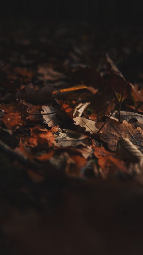 Download wallpaper 2160x3840 fallen leaves, leaves, autumn, dry, brown samsung galaxy s4, s5, note, sony xperia z, z1, z2, z3, htc one, lenovo vibe hd background