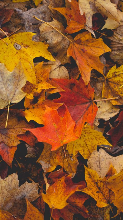 Download wallpaper 2160x3840 fallen leaves, leaves, autumn, yellow, brown samsung galaxy s4, s5, note, sony xperia z, z1, z2, z3, htc one, lenovo vibe hd background