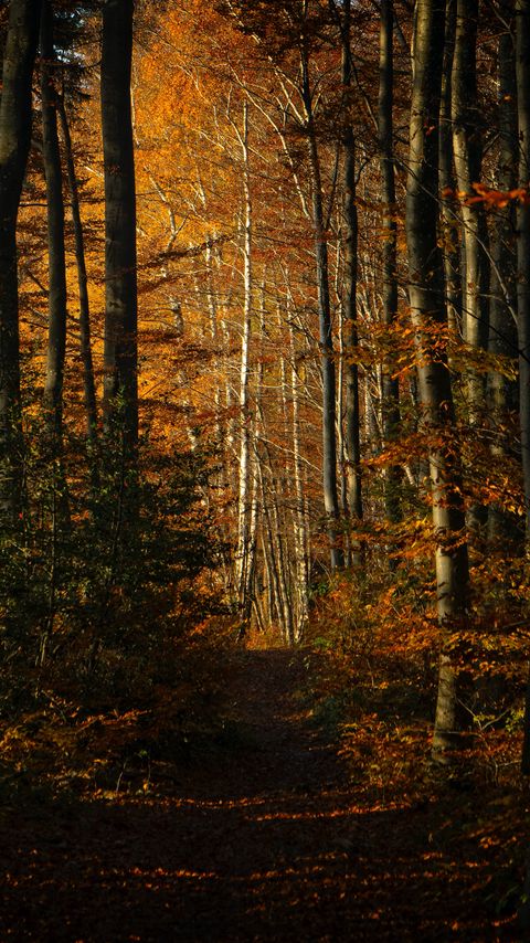 Download wallpaper 2160x3840 forest, autumn, path, trees samsung galaxy s4, s5, note, sony xperia z, z1, z2, z3, htc one, lenovo vibe hd background
