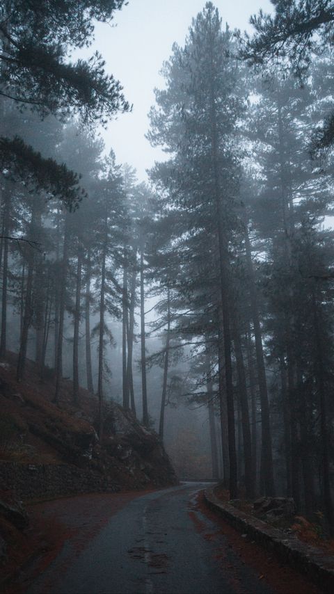 Download wallpaper 2160x3840 forest, fog, road, slope, trees samsung galaxy s4, s5, note, sony xperia z, z1, z2, z3, htc one, lenovo vibe hd background