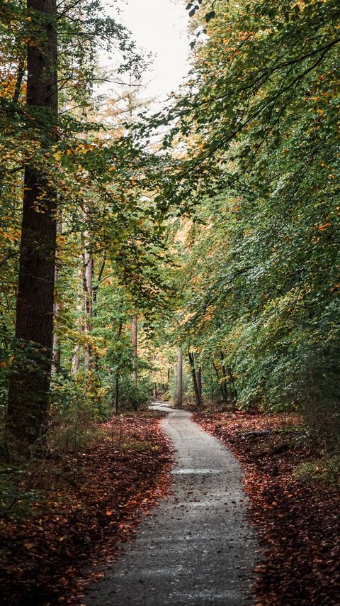 Download wallpaper 2160x3840 forest, path, trees, nature, autumn samsung galaxy s4, s5, note, sony xperia z, z1, z2, z3, htc one, lenovo vibe hd background