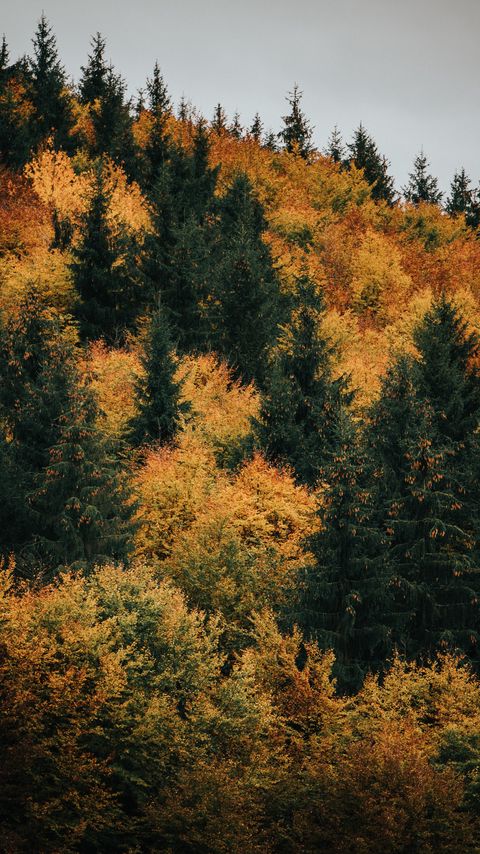 Download wallpaper 2160x3840 forest, trees, autumn, yellow, green samsung galaxy s4, s5, note, sony xperia z, z1, z2, z3, htc one, lenovo vibe hd background