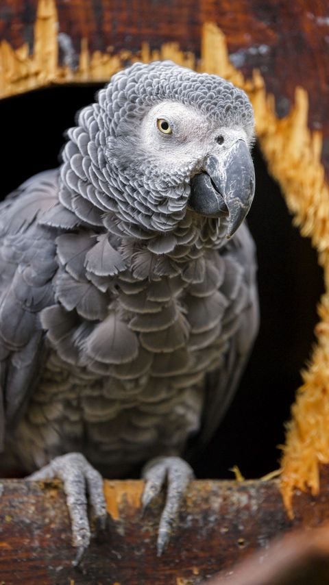 Download wallpaper 2160x3840 gray african parrot, parrot, bird, gray samsung galaxy s4, s5, note, sony xperia z, z1, z2, z3, htc one, lenovo vibe hd background