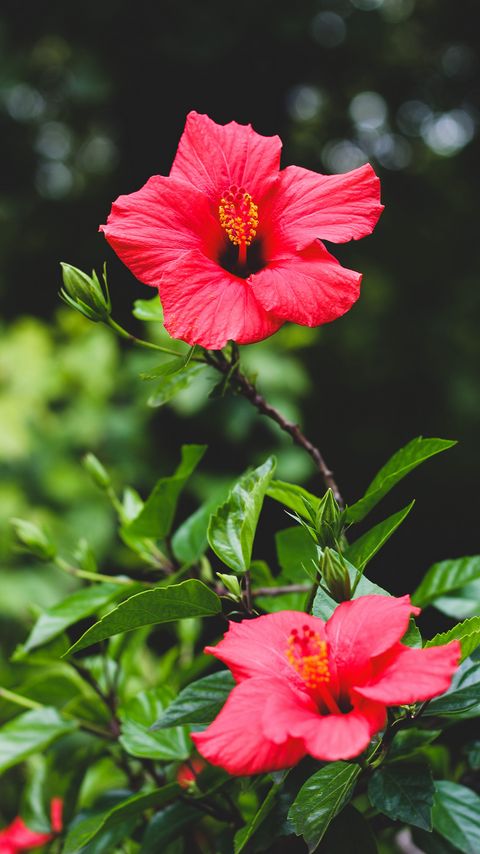 Download wallpaper 2160x3840 hibiscus, flower, red, plant, bloom samsung galaxy s4, s5, note, sony xperia z, z1, z2, z3, htc one, lenovo vibe hd background