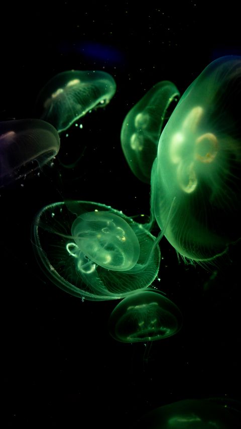 Download wallpaper 2160x3840 jellyfish, glow, underwater, green, dark samsung galaxy s4, s5, note, sony xperia z, z1, z2, z3, htc one, lenovo vibe hd background