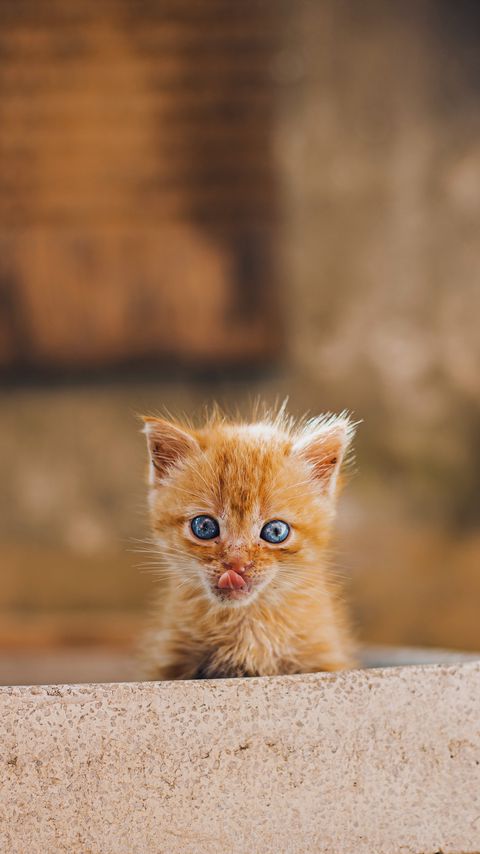 Download wallpaper 2160x3840 kitten, protruding tongue, brown, cute samsung galaxy s4, s5, note, sony xperia z, z1, z2, z3, htc one, lenovo vibe hd background