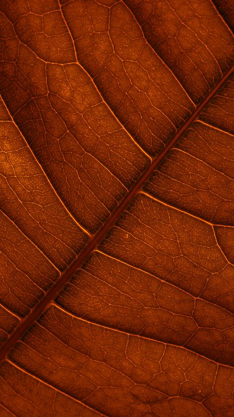Download wallpaper 2160x3840 leaf, veins, macro, structure, brown samsung galaxy s4, s5, note, sony xperia z, z1, z2, z3, htc one, lenovo vibe hd background
