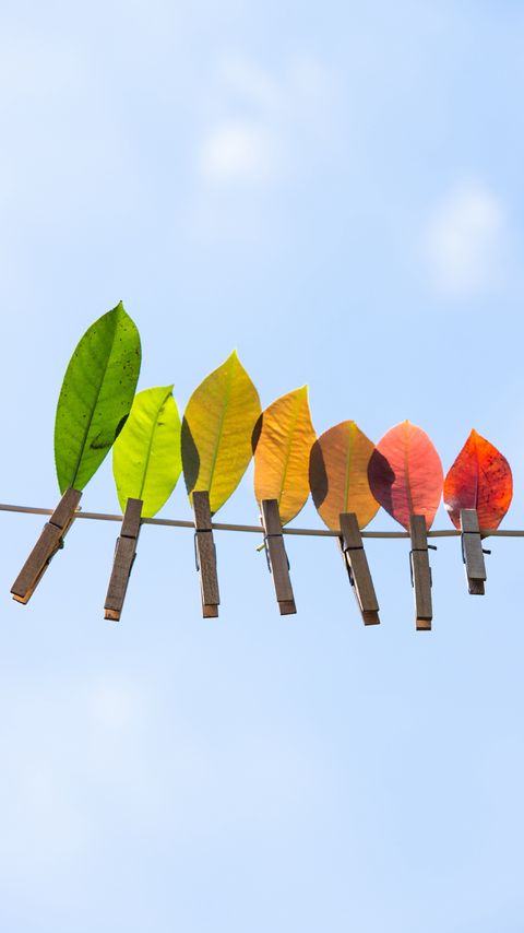 Download wallpaper 2160x3840 leaves, autumn, clothespins, wire samsung galaxy s4, s5, note, sony xperia z, z1, z2, z3, htc one, lenovo vibe hd background