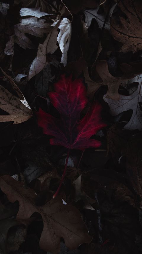 Download wallpaper 2160x3840 leaves, autumn, macro, red, dry samsung galaxy s4, s5, note, sony xperia z, z1, z2, z3, htc one, lenovo vibe hd background