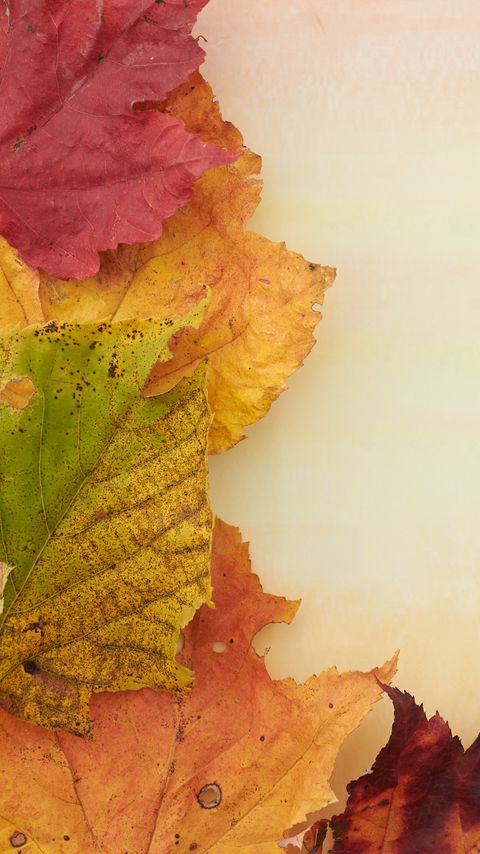 Download wallpaper 2160x3840 leaves, autumn, macro, yellow, red, green samsung galaxy s4, s5, note, sony xperia z, z1, z2, z3, htc one, lenovo vibe hd background