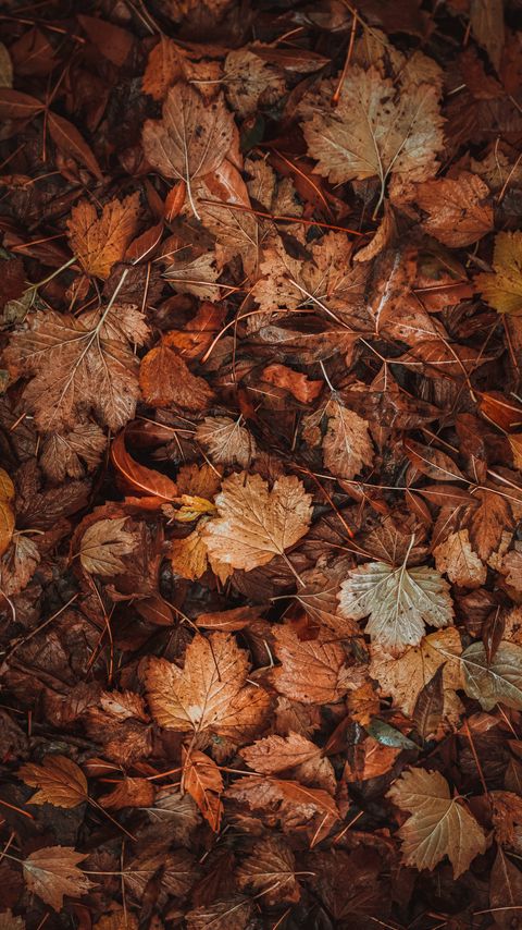 Download wallpaper 2160x3840 leaves, dry, brown, autumn, fallen leaves samsung galaxy s4, s5, note, sony xperia z, z1, z2, z3, htc one, lenovo vibe hd background