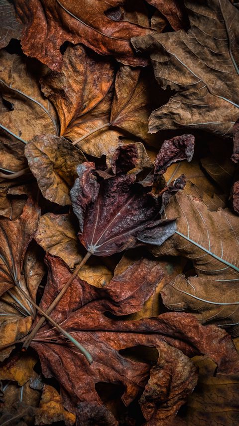 Download wallpaper 2160x3840 leaves, dry, brown, macro, autumn samsung galaxy s4, s5, note, sony xperia z, z1, z2, z3, htc one, lenovo vibe hd background