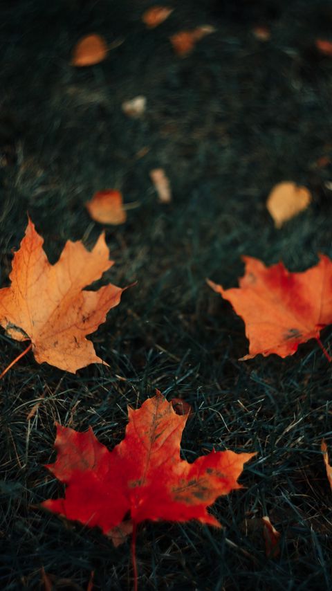 Download wallpaper 2160x3840 leaves, maple, grass, autumn samsung galaxy s4, s5, note, sony xperia z, z1, z2, z3, htc one, lenovo vibe hd background