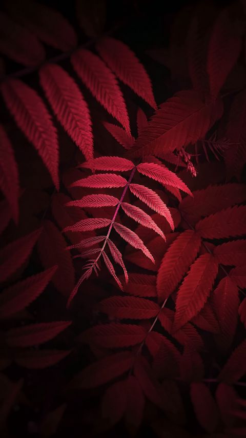 Download wallpaper 2160x3840 leaves, plant, red, macro, close up samsung galaxy s4, s5, note, sony xperia z, z1, z2, z3, htc one, lenovo vibe hd background