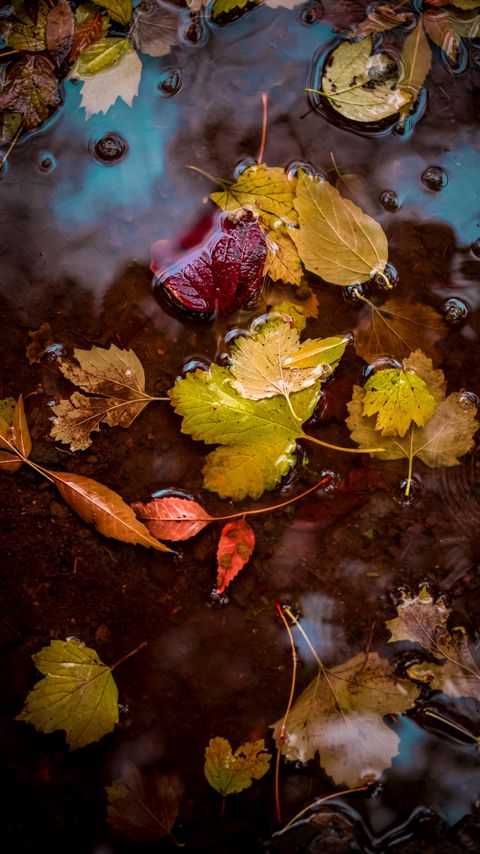 Download wallpaper 2160x3840 leaves, puddle, water, autumn samsung galaxy s4, s5, note, sony xperia z, z1, z2, z3, htc one, lenovo vibe hd background