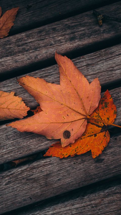 Download wallpaper 2160x3840 maple, leaves, autumn, boards, wooden samsung galaxy s4, s5, note, sony xperia z, z1, z2, z3, htc one, lenovo vibe hd background