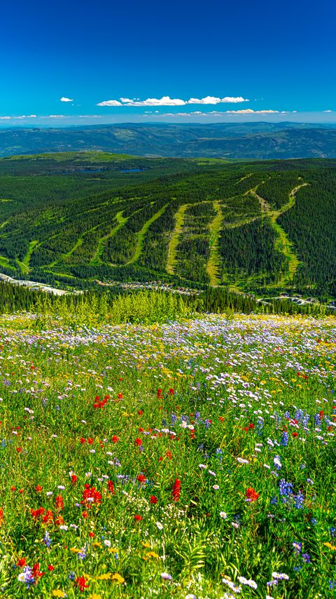 Download wallpaper 2160x3840 mountains, hills, flowers, grass, forest, greenery samsung galaxy s4, s5, note, sony xperia z, z1, z2, z3, htc one, lenovo vibe hd background