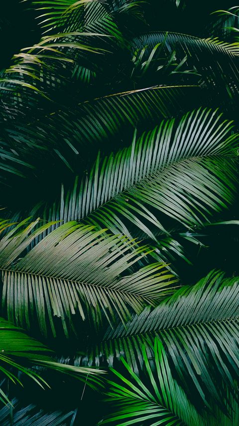 Download wallpaper 2160x3840 palm, leaves, branches, green samsung galaxy s4, s5, note, sony xperia z, z1, z2, z3, htc one, lenovo vibe hd background