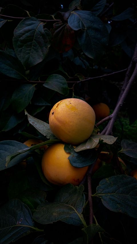 Download wallpaper 2160x3840 quince, fruit, yellow, branch, leaves samsung galaxy s4, s5, note, sony xperia z, z1, z2, z3, htc one, lenovo vibe hd background