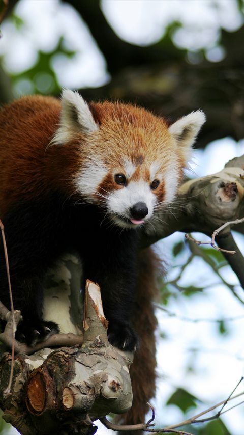 Download wallpaper 2160x3840 red panda, animal, protruding tongue, trees samsung galaxy s4, s5, note, sony xperia z, z1, z2, z3, htc one, lenovo vibe hd background