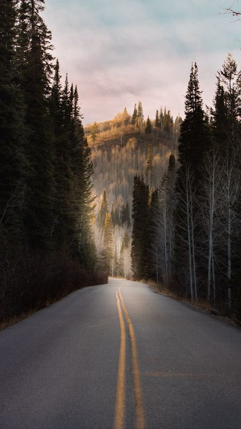 Download wallpaper 2160x3840 road, forest, hill, trees, asphalt samsung galaxy s4, s5, note, sony xperia z, z1, z2, z3, htc one, lenovo vibe hd background