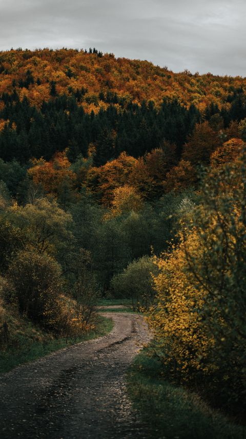 Download wallpaper 2160x3840 road, forest, hill, autumn, nature samsung galaxy s4, s5, note, sony xperia z, z1, z2, z3, htc one, lenovo vibe hd background