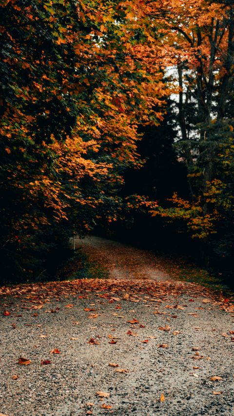 Download wallpaper 2160x3840 road, trees, autumn, fallen leaves samsung galaxy s4, s5, note, sony xperia z, z1, z2, z3, htc one, lenovo vibe hd background