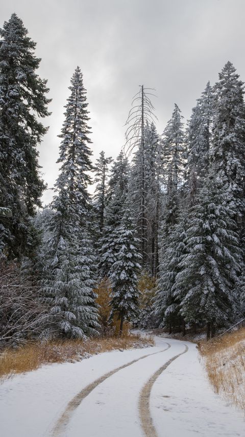 Download wallpaper 2160x3840 road, trees, snow, forest, winter samsung galaxy s4, s5, note, sony xperia z, z1, z2, z3, htc one, lenovo vibe hd background