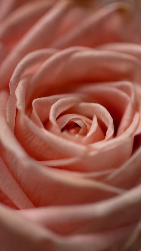 Download wallpaper 2160x3840 rose, flower, macro, petals, pink samsung galaxy s4, s5, note, sony xperia z, z1, z2, z3, htc one, lenovo vibe hd background