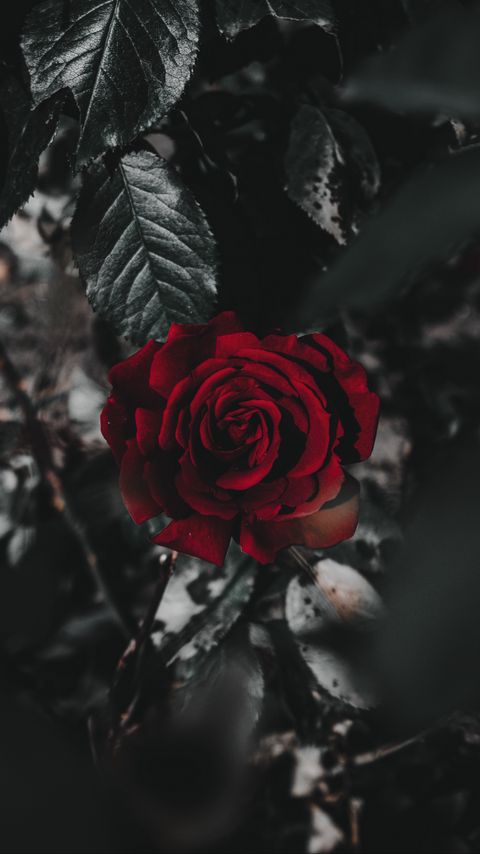 Download wallpaper 2160x3840 rose, flower, red, plant, close up samsung galaxy s4, s5, note, sony xperia z, z1, z2, z3, htc one, lenovo vibe hd background