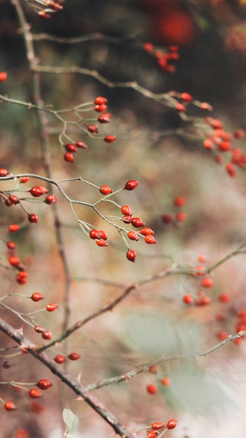 Download wallpaper 2160x3840 rose hips, berries, red, plant, bush samsung galaxy s4, s5, note, sony xperia z, z1, z2, z3, htc one, lenovo vibe hd background
