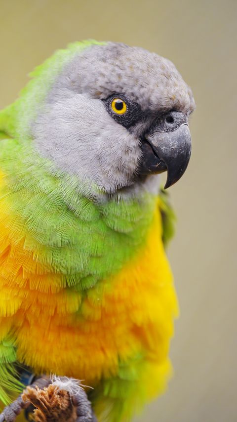Download wallpaper 2160x3840 senegalese parrot, parrot, bird, colorful samsung galaxy s4, s5, note, sony xperia z, z1, z2, z3, htc one, lenovo vibe hd background