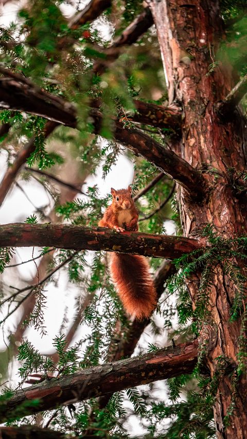Download wallpaper 2160x3840 squirrel, tree, branches, animal samsung galaxy s4, s5, note, sony xperia z, z1, z2, z3, htc one, lenovo vibe hd background