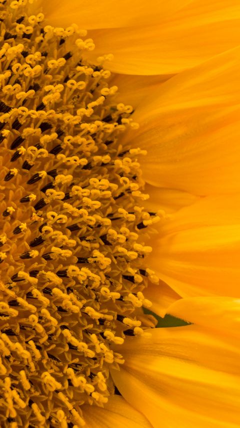 Download wallpaper 2160x3840 sunflower, flower, macro, petals, yellow samsung galaxy s4, s5, note, sony xperia z, z1, z2, z3, htc one, lenovo vibe hd background