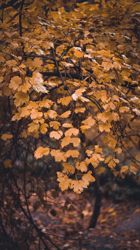 Download wallpaper 2160x3840 tree, branch, leaves, yellow, autumn samsung galaxy s4, s5, note, sony xperia z, z1, z2, z3, htc one, lenovo vibe hd background