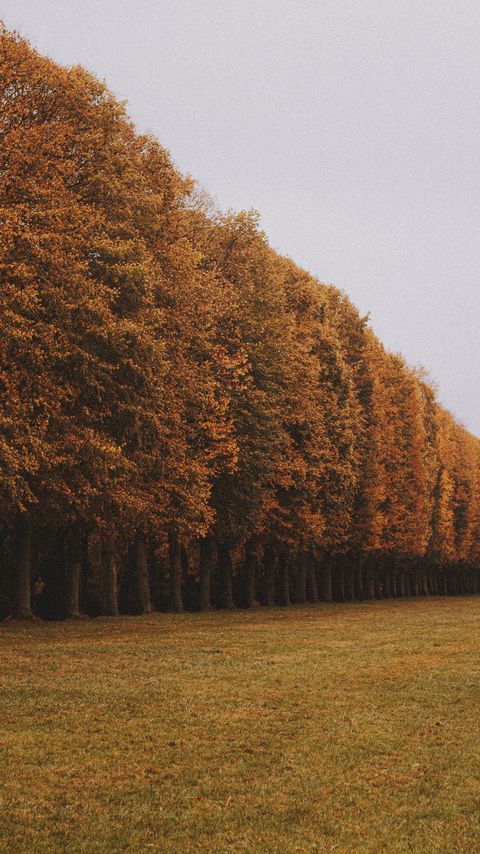 Download wallpaper 2160x3840 trees, alley, lawn, autumn samsung galaxy s4, s5, note, sony xperia z, z1, z2, z3, htc one, lenovo vibe hd background