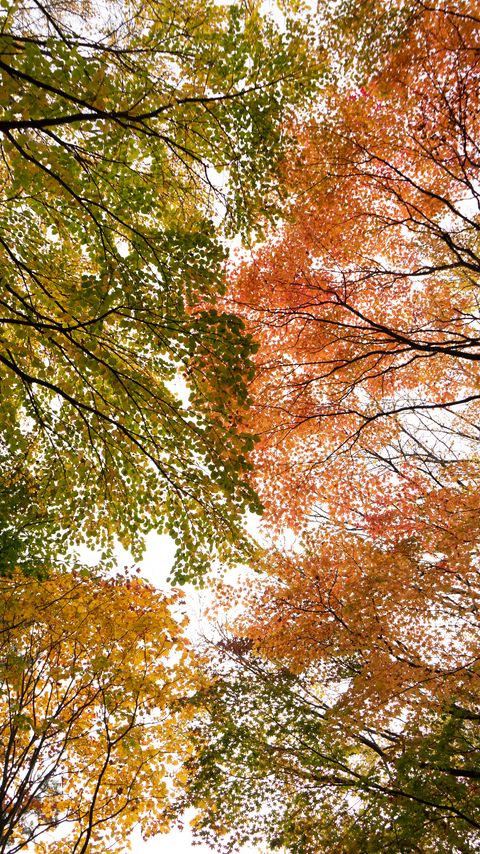 Download wallpaper 2160x3840 trees, branches, autumn, bottom view samsung galaxy s4, s5, note, sony xperia z, z1, z2, z3, htc one, lenovo vibe hd background