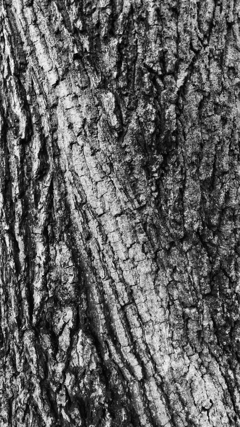 Download wallpaper 2160x3840 bark, wood, texture, surface, gray samsung galaxy s4, s5, note, sony xperia z, z1, z2, z3, htc one, lenovo vibe hd background