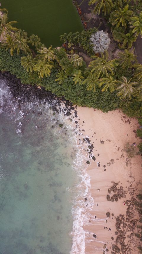 Download wallpaper 2160x3840 beach, aerial view, palm trees, sea, sand samsung galaxy s4, s5, note, sony xperia z, z1, z2, z3, htc one, lenovo vibe hd background