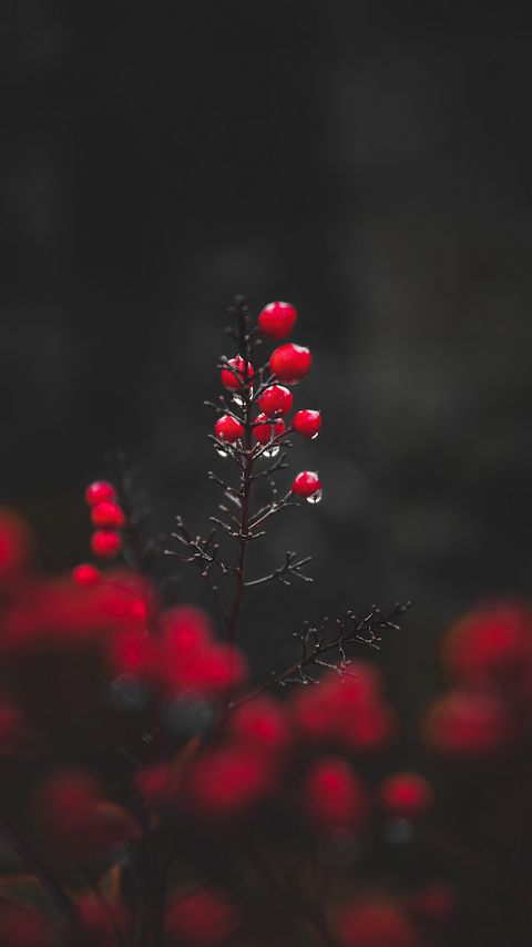Download wallpaper 2160x3840 berries, drops, macro, red, wet samsung galaxy s4, s5, note, sony xperia z, z1, z2, z3, htc one, lenovo vibe hd background