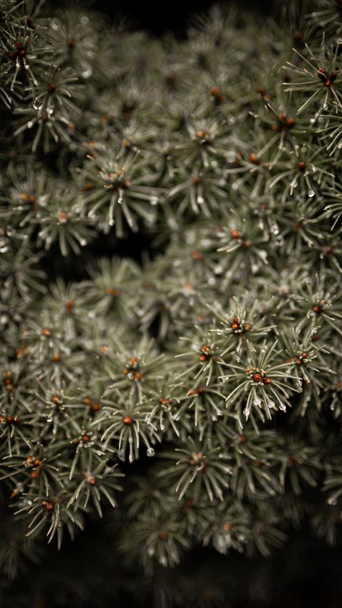 Download wallpaper 2160x3840 branches, drops, needles, macro, green, wet samsung galaxy s4, s5, note, sony xperia z, z1, z2, z3, htc one, lenovo vibe hd background