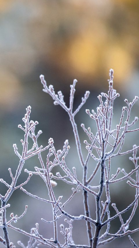 Download wallpaper 2160x3840 branches, frost, macro, plant samsung galaxy s4, s5, note, sony xperia z, z1, z2, z3, htc one, lenovo vibe hd background
