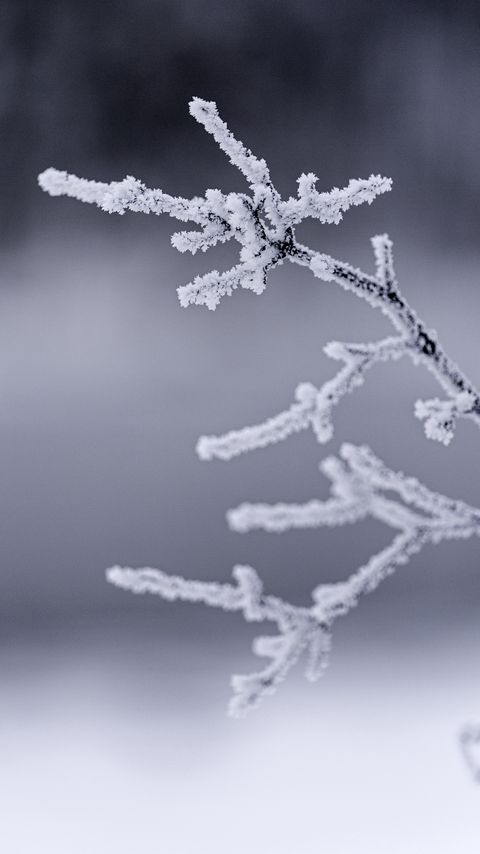 Download wallpaper 2160x3840 branches, frost, winter, macro samsung galaxy s4, s5, note, sony xperia z, z1, z2, z3, htc one, lenovo vibe hd background