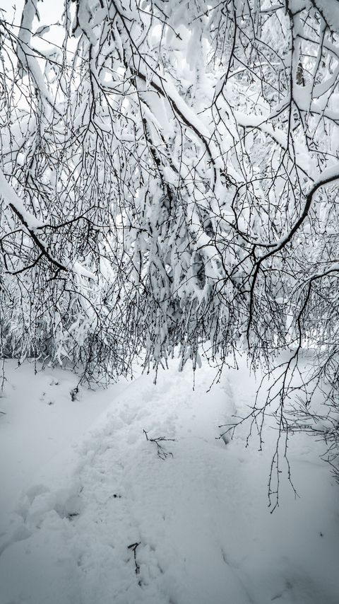 Download wallpaper 2160x3840 branches, snow, winter, bushes samsung galaxy s4, s5, note, sony xperia z, z1, z2, z3, htc one, lenovo vibe hd background
